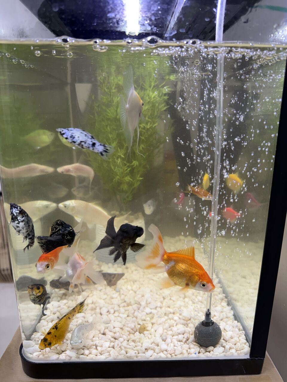 Riyadh, Pet Supplies, SAR 15,  Fish Tank