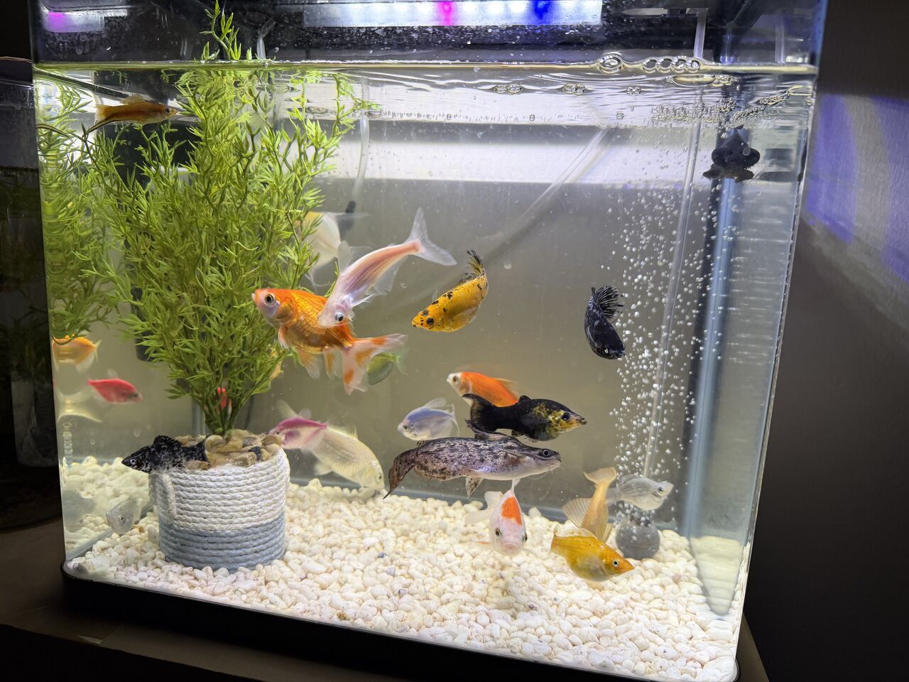 Riyadh, Pet Supplies, SAR 15,  Fish Tank