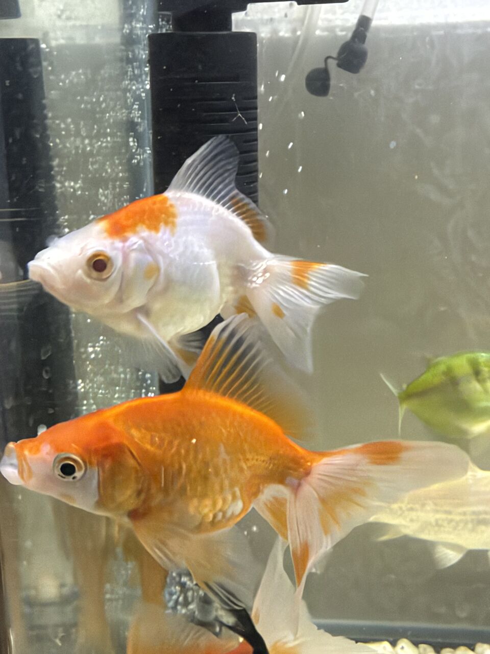 Riyadh, Pet Supplies, SAR 15,  Fish Tank