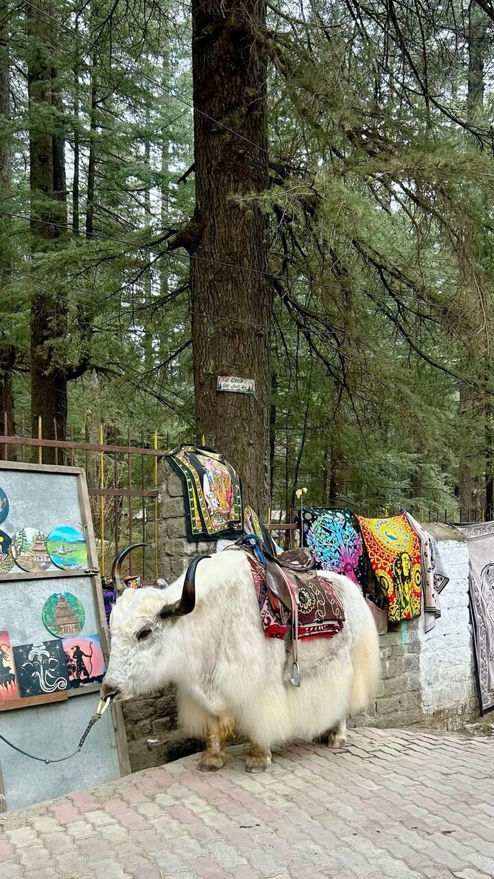 New Delhi, Travel, Manali Package3 Nights At Just ₹15,999/-