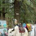 Manali Package3 Nights At Just ₹15,999/-