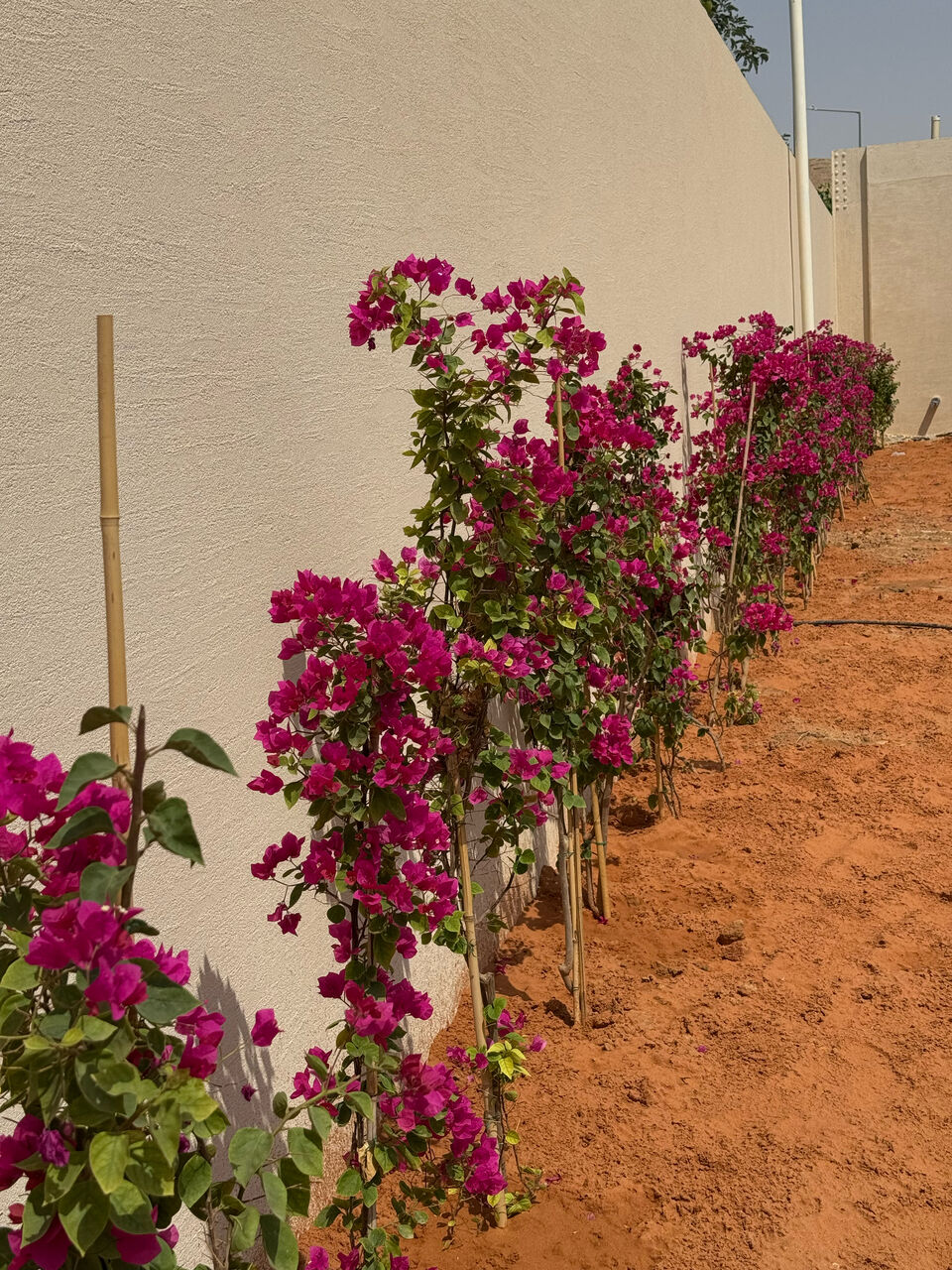 Riyadh, Job Seekers, Plantation Contractor
