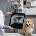Veterinary Internal Medicine In Oxford, MS | Oxford Veterinary Clinic