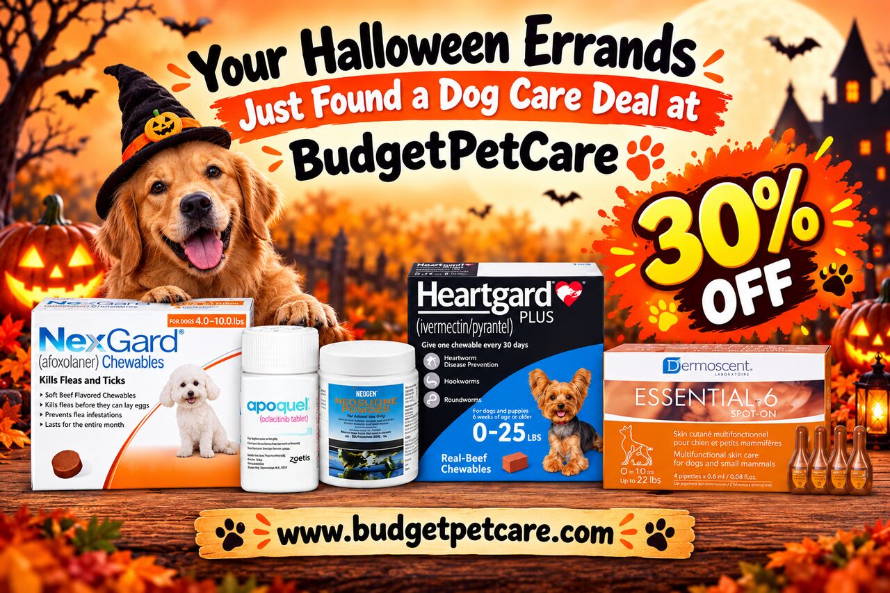 New York, Pet Supplies, Your Halloween Errands Just Found A Dog Care Deal At BudgetPetCare
