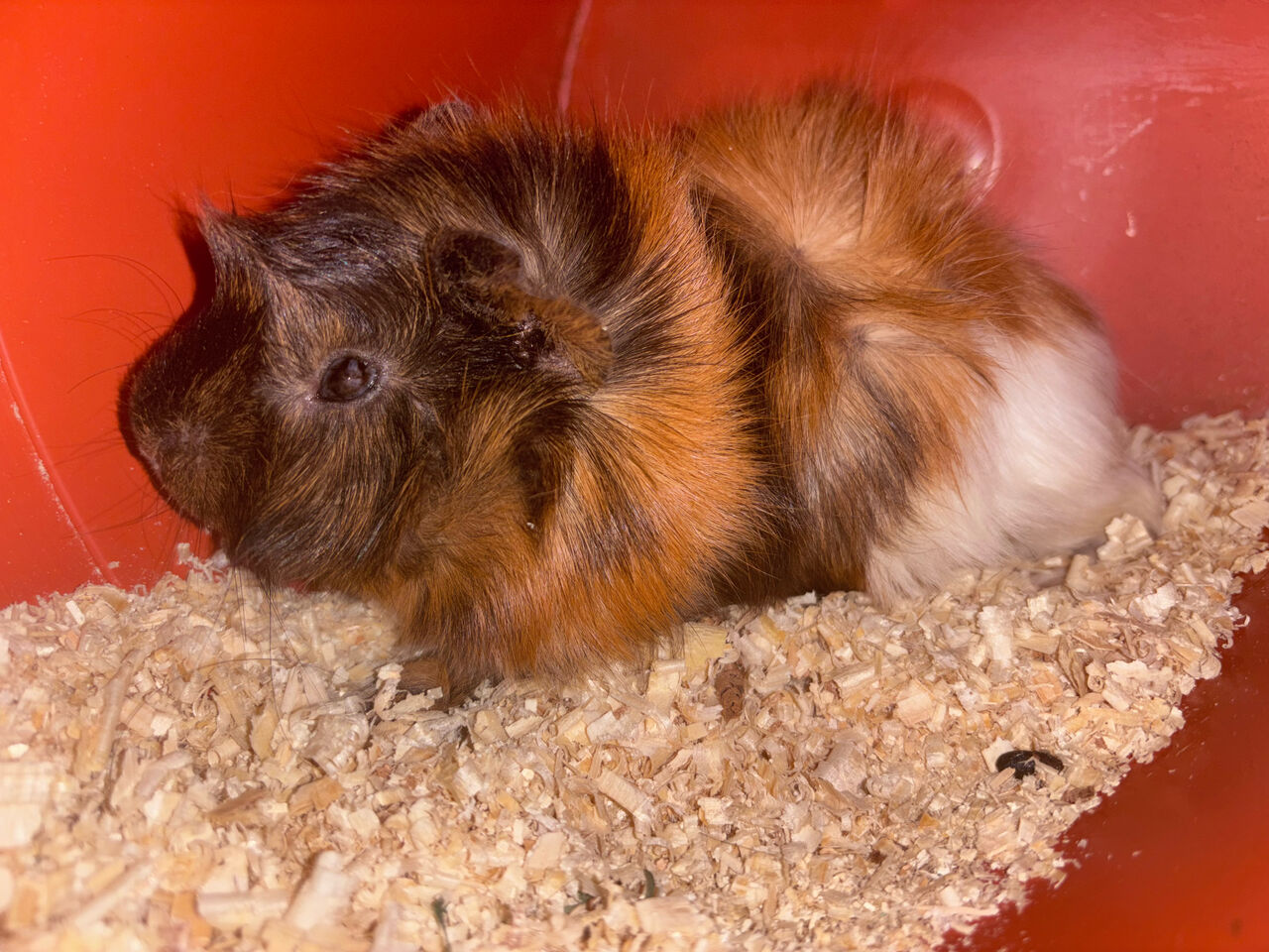 Riyadh, Pet Supplies, SAR 110,  Complete Guinea Pig Setup: Healthy Pair (Male & Female) With Wooden Cage & Accessories