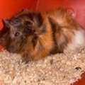 SAR 110,  Complete Guinea Pig Setup: Healthy Pair (Male & Female) With Wooden Cage & Accessories