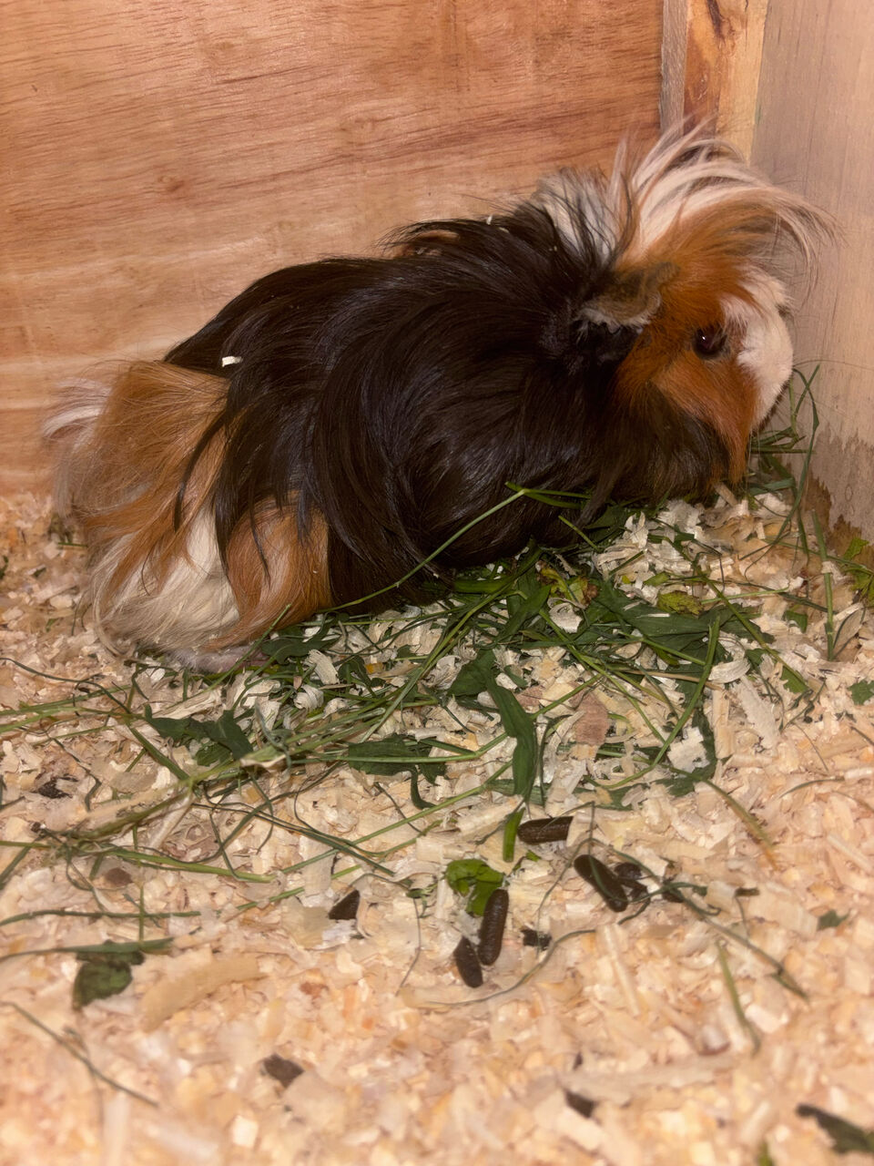 Riyadh, Pet Supplies, SAR 110,  Complete Guinea Pig Setup: Healthy Pair (Male & Female) With Wooden Cage & Accessories