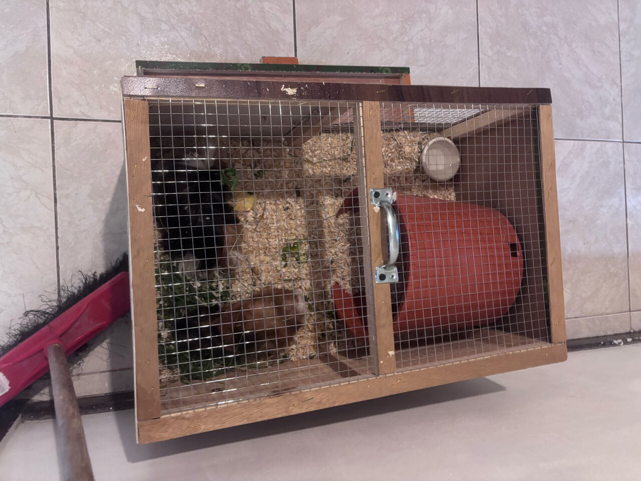 Riyadh, Pet Supplies, SAR 110,  Complete Guinea Pig Setup: Healthy Pair (Male & Female) With Wooden Cage & Accessories