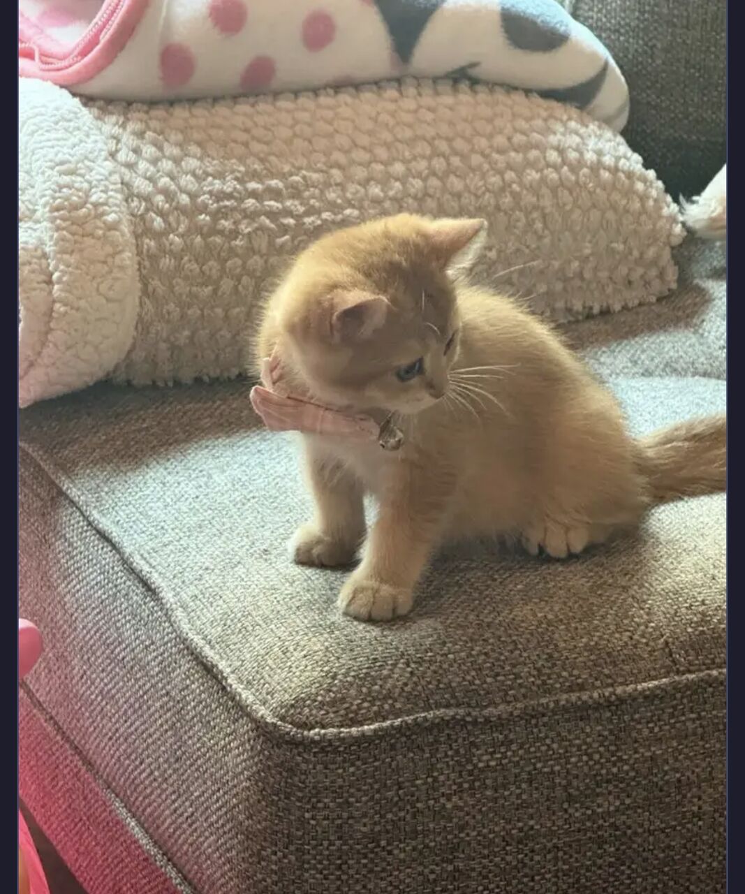 Riyadh, Pet Supplies, SAR 999,  British Shorthair Golden Shaded Male Kitten For Sale &ndash; Fully Vaccinated With Accessories