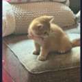 SAR 999,  British Shorthair Golden Shaded Male Kitten For Sale &ndash; Fully Vaccinated With Accessories