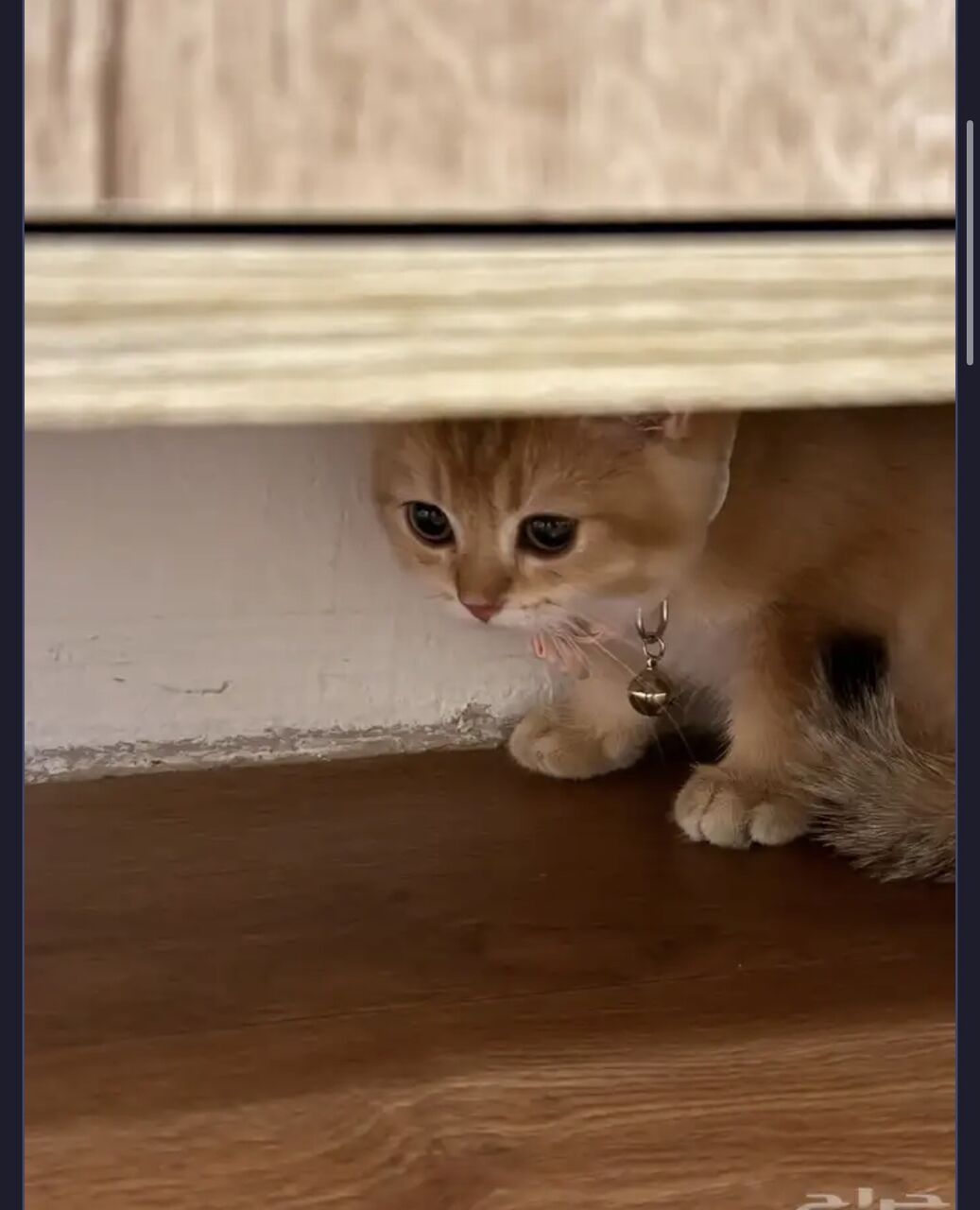 Riyadh, Pet Supplies, SAR 999,  British Shorthair Golden Shaded Male Kitten For Sale &ndash; Fully Vaccinated With Accessories