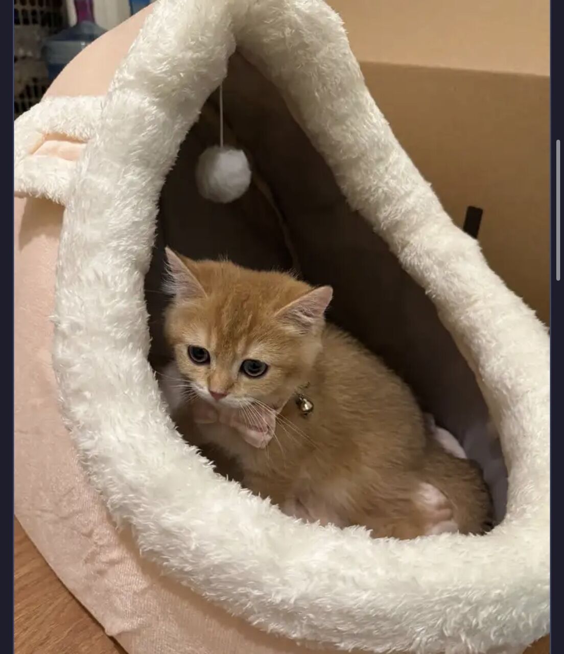 Riyadh, Pet Supplies, SAR 999,  British Shorthair Golden Shaded Male Kitten For Sale &ndash; Fully Vaccinated With Accessories