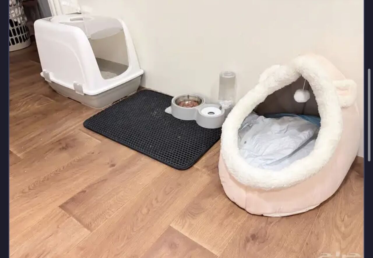Riyadh, Pet Supplies, SAR 999,  British Shorthair Golden Shaded Male Kitten For Sale &ndash; Fully Vaccinated With Accessories