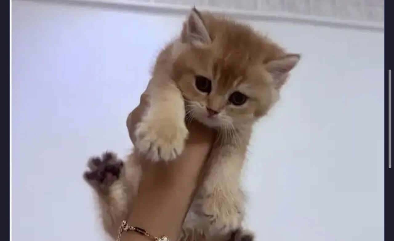 Riyadh, Pet Supplies, SAR 999,  British Shorthair Golden Shaded Male Kitten For Sale &ndash; Fully Vaccinated With Accessories