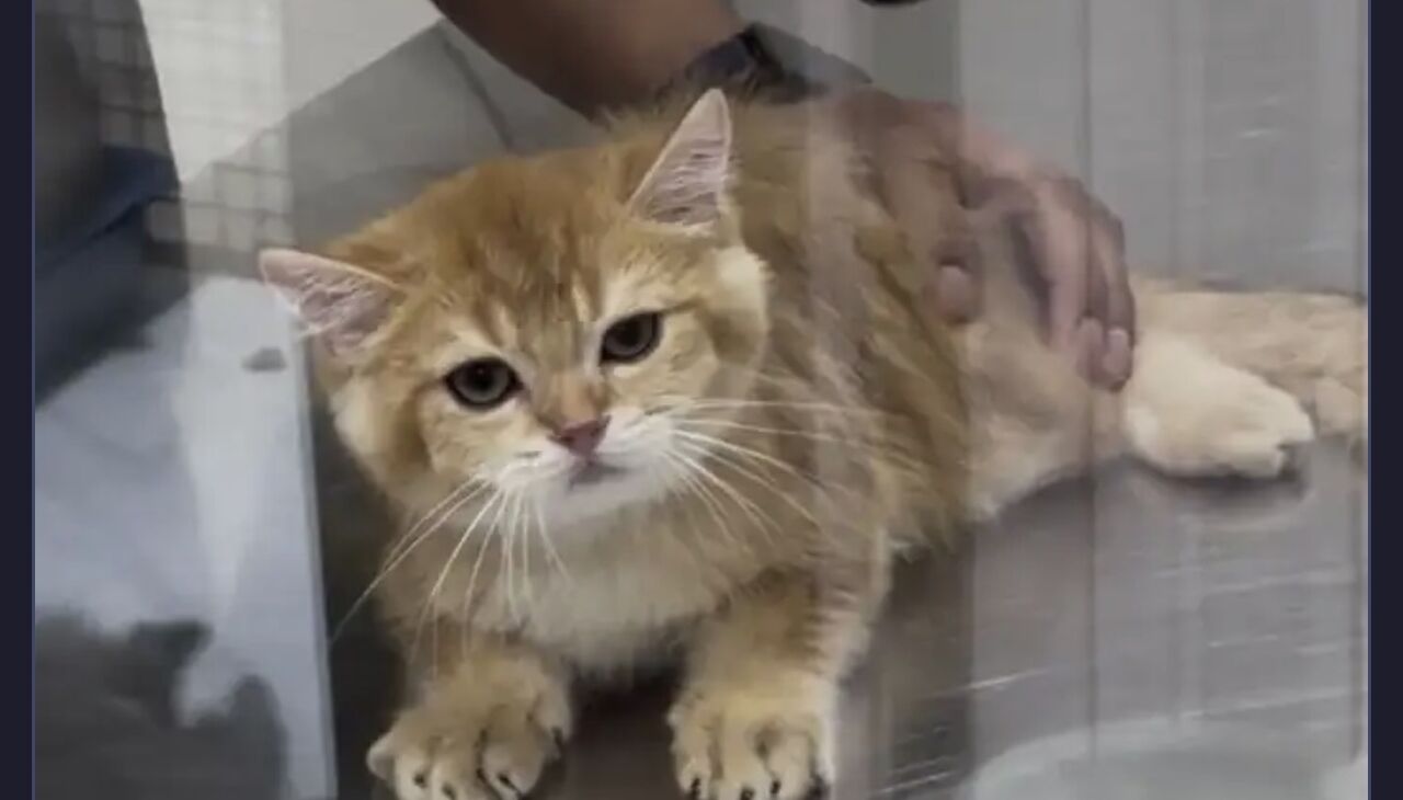 Riyadh, Pet Supplies, SAR 999,  British Shorthair Golden Shaded Male Kitten For Sale &ndash; Fully Vaccinated With Accessories