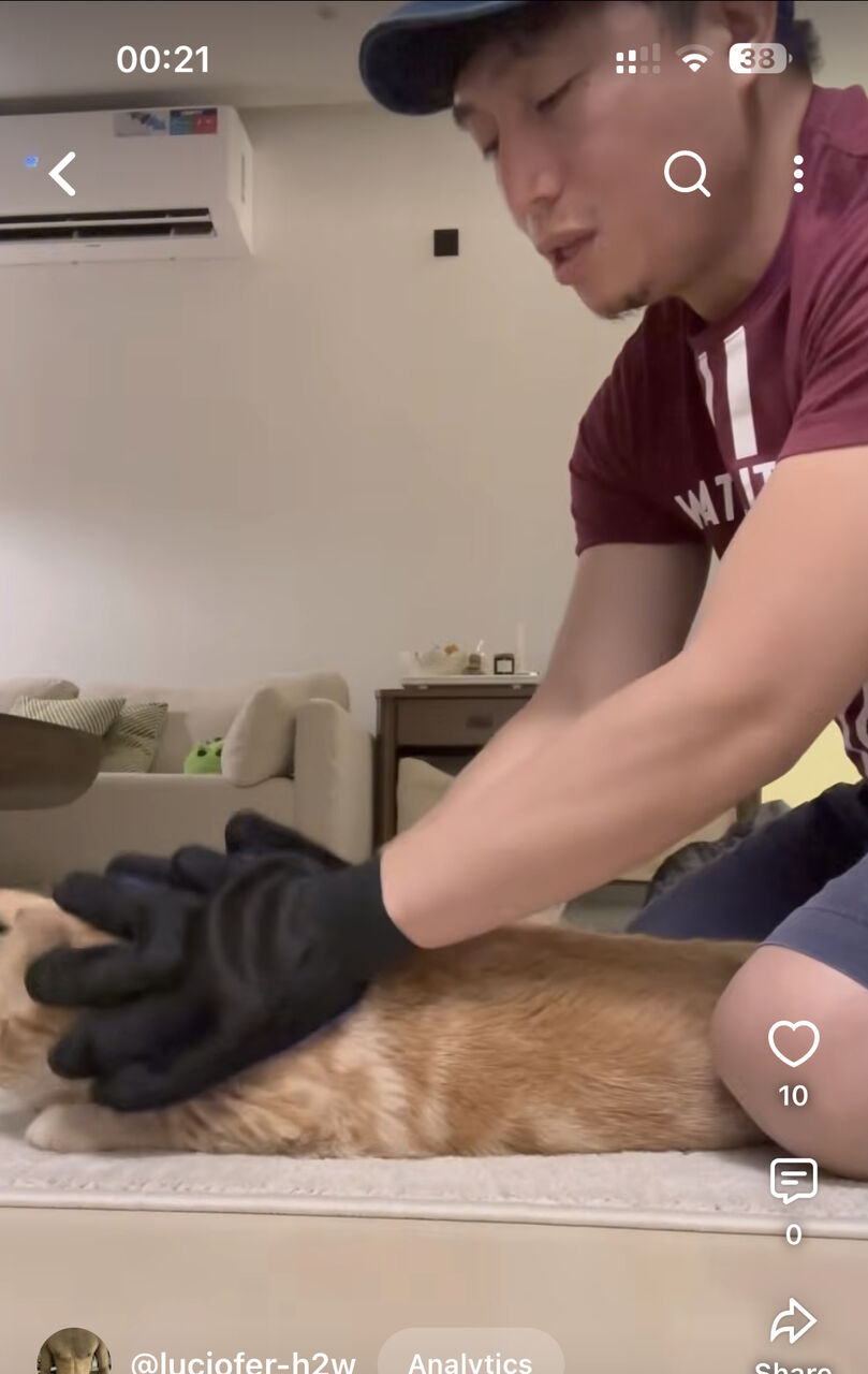 Riyadh, Pet Sitting, Professional Pet Sitter