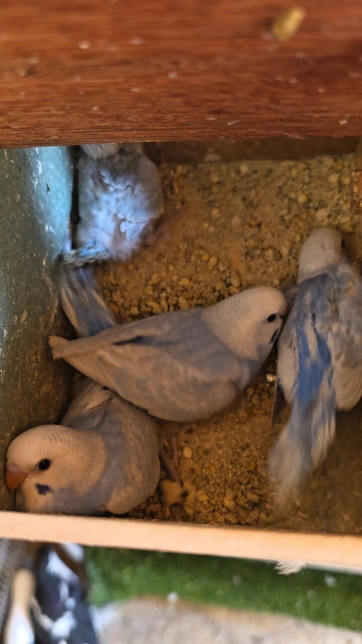 Al Malaz, Pet Supplies, SAR 250,  Rainbow Budgies With 4 Chicks