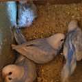 SAR 250,  Rainbow Budgies With 4 Chicks