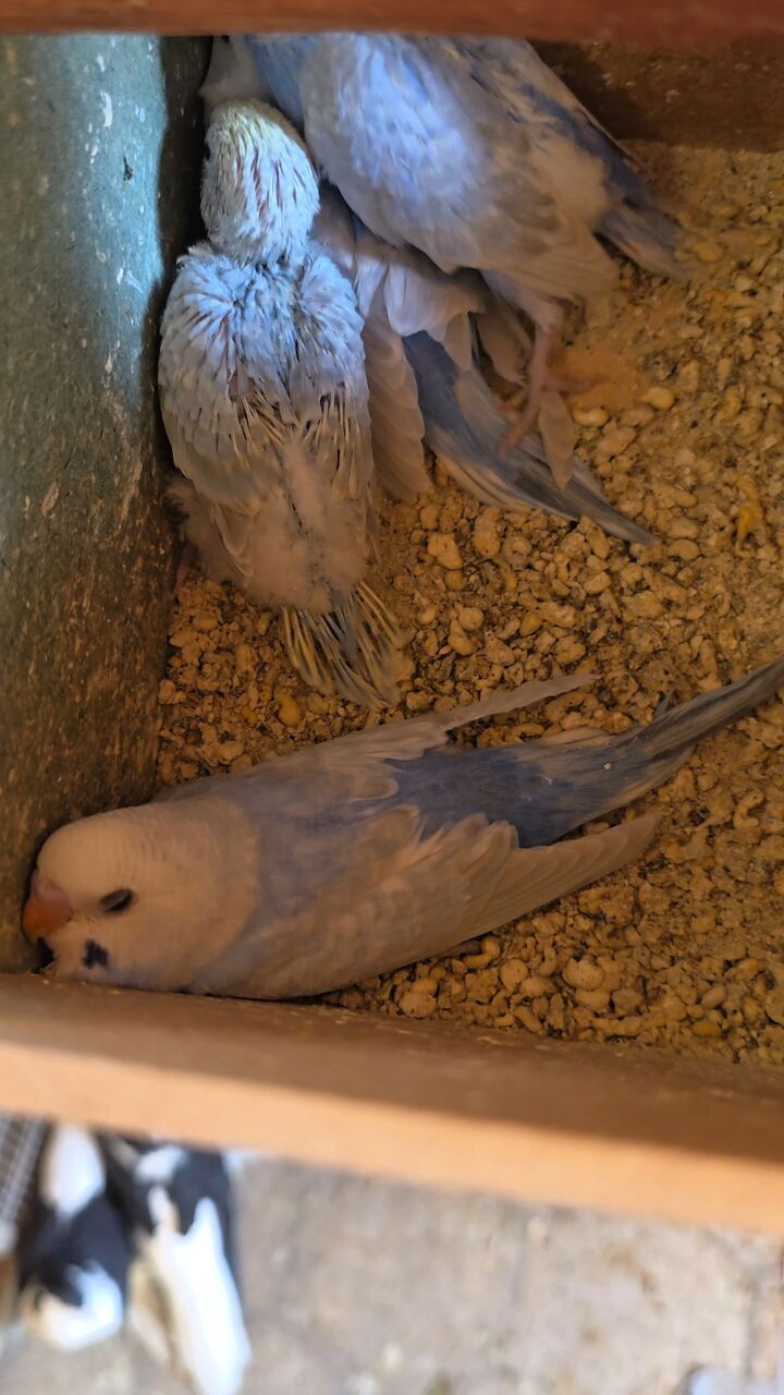 Al Malaz, Pet Supplies, SAR 250,  Rainbow Budgies With 4 Chicks