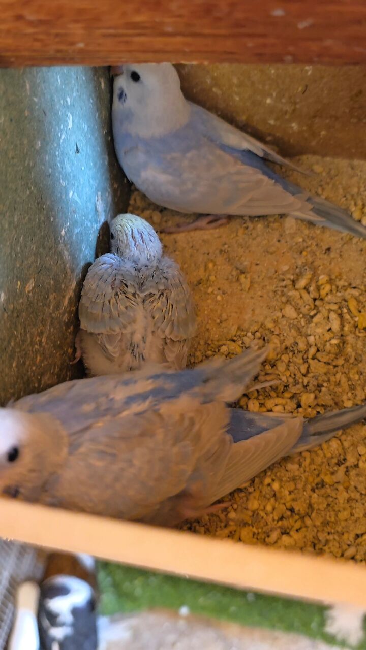 Al Malaz, Pet Supplies, SAR 250,  Rainbow Budgies With 4 Chicks