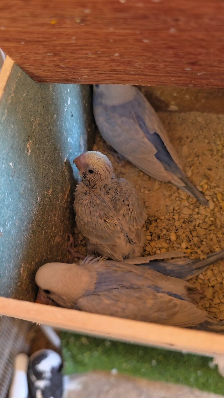 Al Malaz, Pet Supplies, SAR 250,  Rainbow Budgies With 4 Chicks