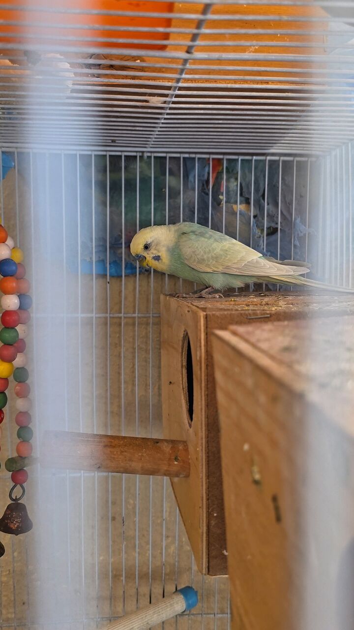 Al Malaz, Pet Supplies, SAR 250,  Rainbow Budgies With 4 Chicks
