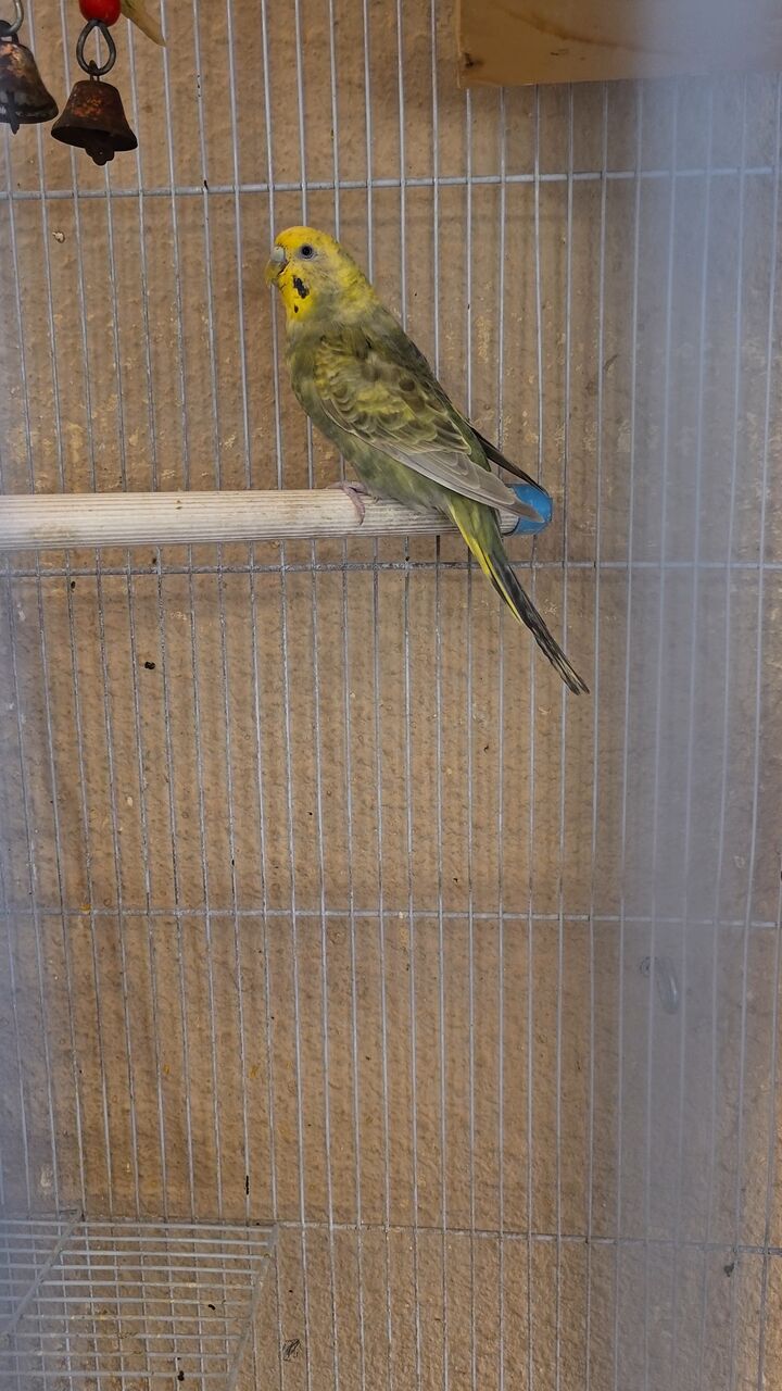 Al Malaz, Pet Supplies, SAR 250,  Rainbow Budgies With 4 Chicks