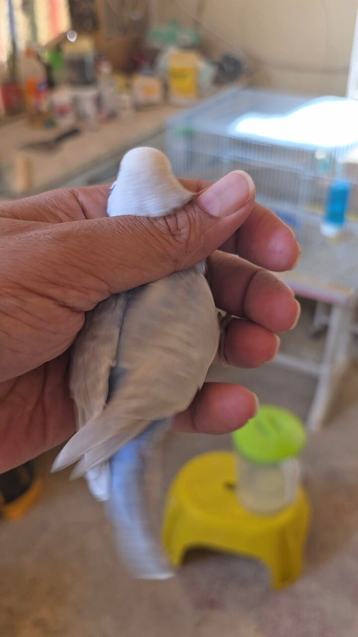 Al Malaz, Pet Supplies, SAR 250,  Rainbow Budgies With 4 Chicks