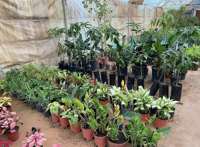 Al Maathar, Farm & Garden, SAR 35,  Flowers,Indoor&Outdoor Plants Are Available In Riyadh With Delivery Flowers,Indoor&Outdoor