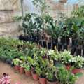 SAR 35,  Flowers,Indoor&Outdoor Plants Are Available In Riyadh With Delivery Flowers,Indoor&Outdoor