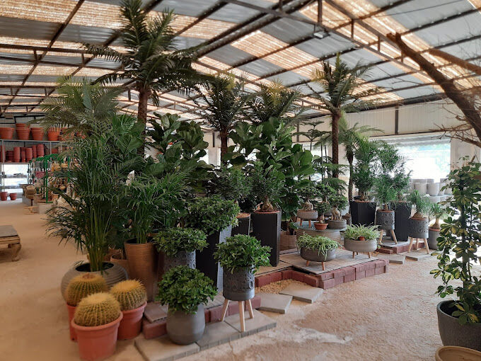 Al Maathar, Farm & Garden, SAR 35,  Flowers,Indoor&Outdoor Plants Are Available In Riyadh With Delivery Flowers,Indoor&Outdoor