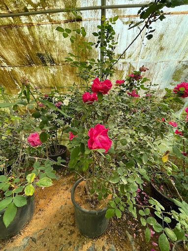 Al Maathar, Farm & Garden, SAR 35,  Flowers,Indoor&Outdoor Plants Are Available In Riyadh With Delivery Flowers,Indoor&Outdoor