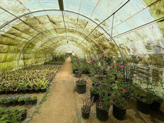 Al Maathar, Farm & Garden, SAR 35,  Flowers,Indoor&Outdoor Plants Are Available In Riyadh With Delivery Flowers,Indoor&Outdoor