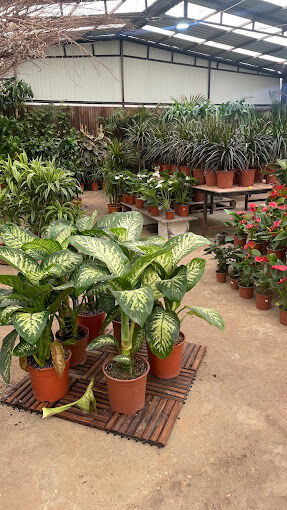 Al Maathar, Farm & Garden, SAR 35,  Flowers,Indoor&Outdoor Plants Are Available In Riyadh With Delivery Flowers,Indoor&Outdoor