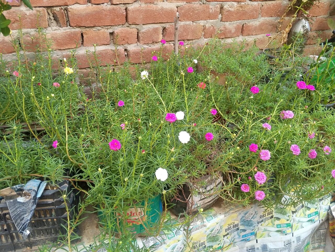 Al Maathar, Farm & Garden, SAR 35,  Flowers,Indoor&Outdoor Plants Are Available In Riyadh With Delivery Flowers,Indoor&Outdoor