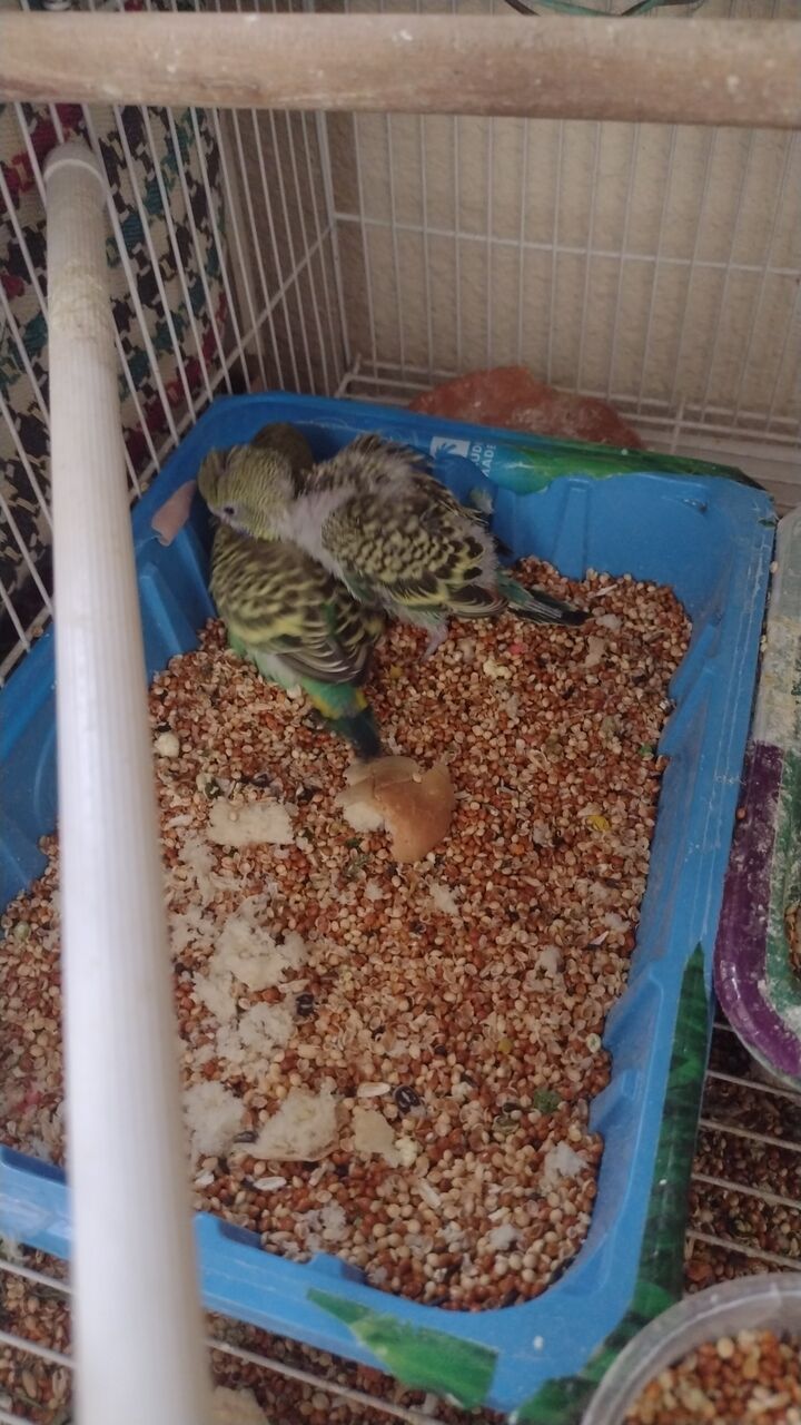 Al Murabba, Pet Supplies, SAR 160,  Parrots And Finches For Sale
