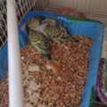 SAR 160,  Parrots And Finches For Sale