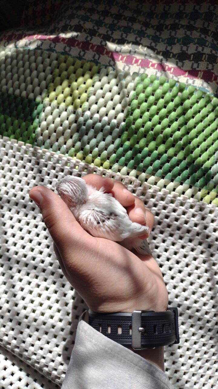 Al Murabba, Pet Supplies, SAR 160,  Parrots And Finches For Sale
