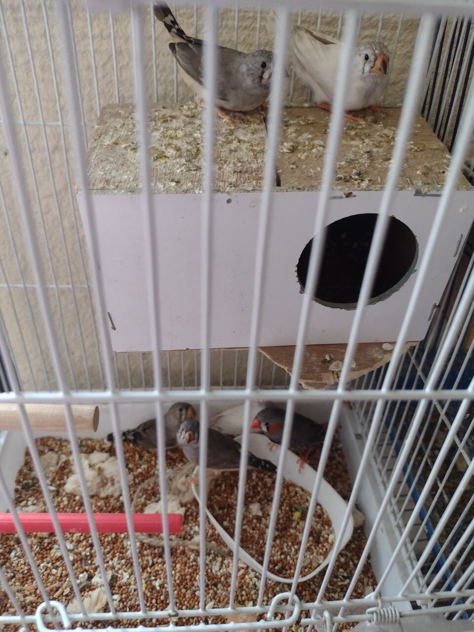 Al Murabba, Pet Supplies, SAR 160,  Parrots And Finches For Sale