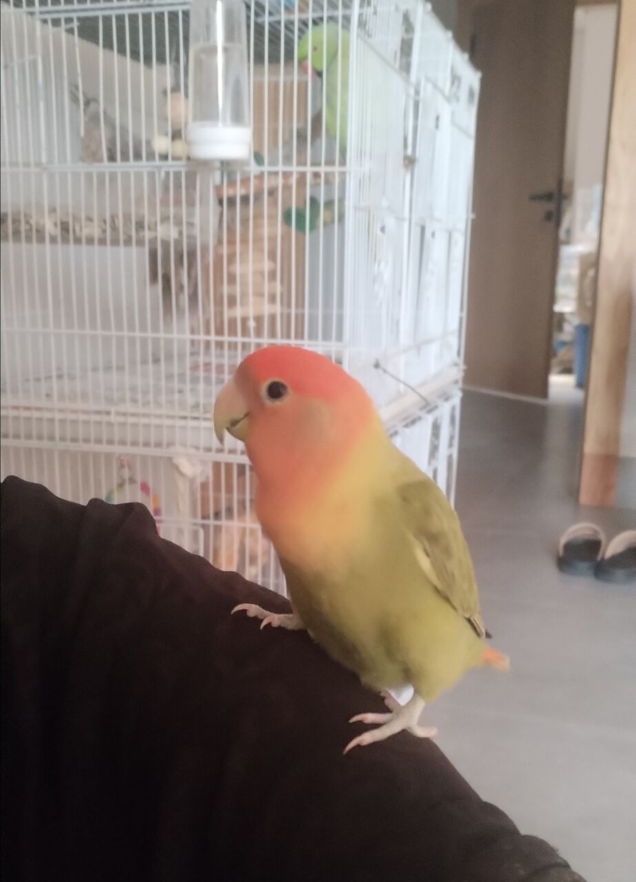 Al Murabba, Pet Supplies, SAR 160,  Parrots And Finches For Sale