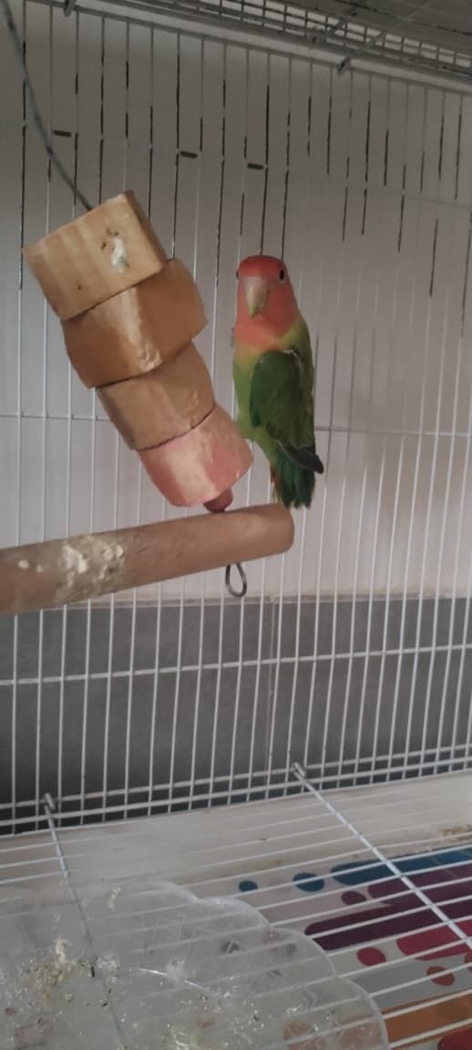 Al Murabba, Pet Supplies, SAR 160,  Parrots And Finches For Sale