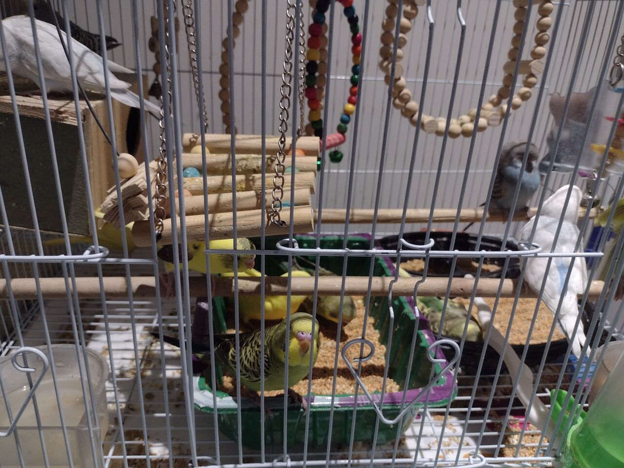 Al Murabba, Pet Supplies, SAR 160,  Parrots And Finches For Sale