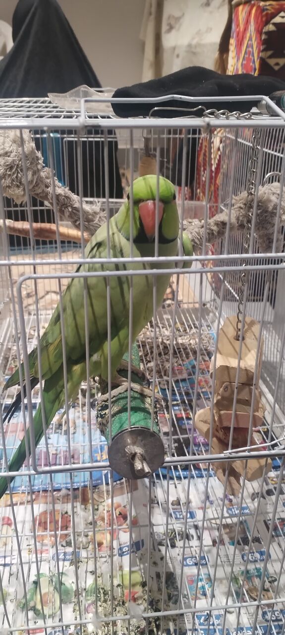 Al Murabba, Pet Supplies, SAR 160,  Parrots And Finches For Sale