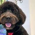 Book Dog Grooming Spa Packages For Hallowen Day