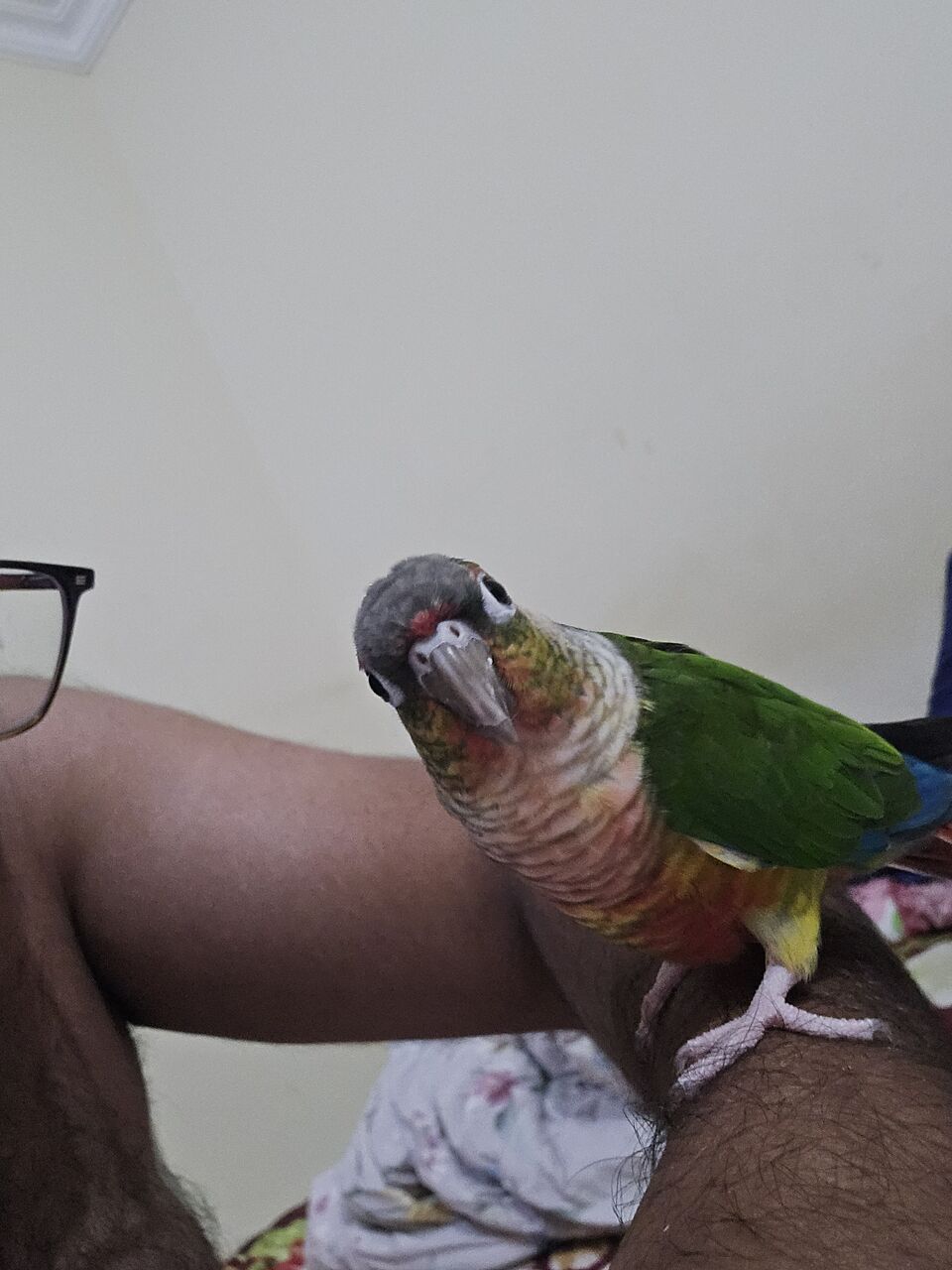 Dammam, Pet Supplies, SAR 700,  Green Conure Parrot For Sale
