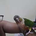 SAR 700,  Green Conure Parrot For Sale
