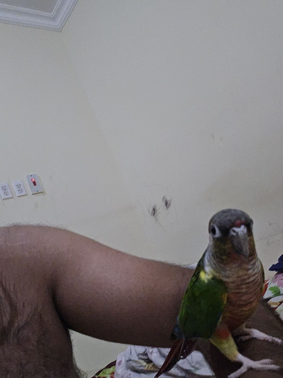 Dammam, Pet Supplies, SAR 700,  Green Conure Parrot For Sale
