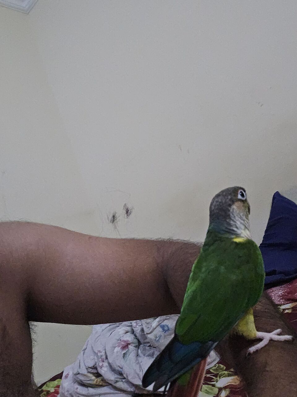 Dammam, Pet Supplies, SAR 700,  Green Conure Parrot For Sale