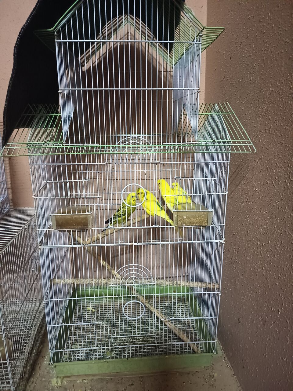 Riyadh, Pet Supplies, SAR 150,  Budgies For Sale 150sar With Cage