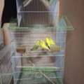 SAR 150,  Budgies For Sale 150sar With Cage